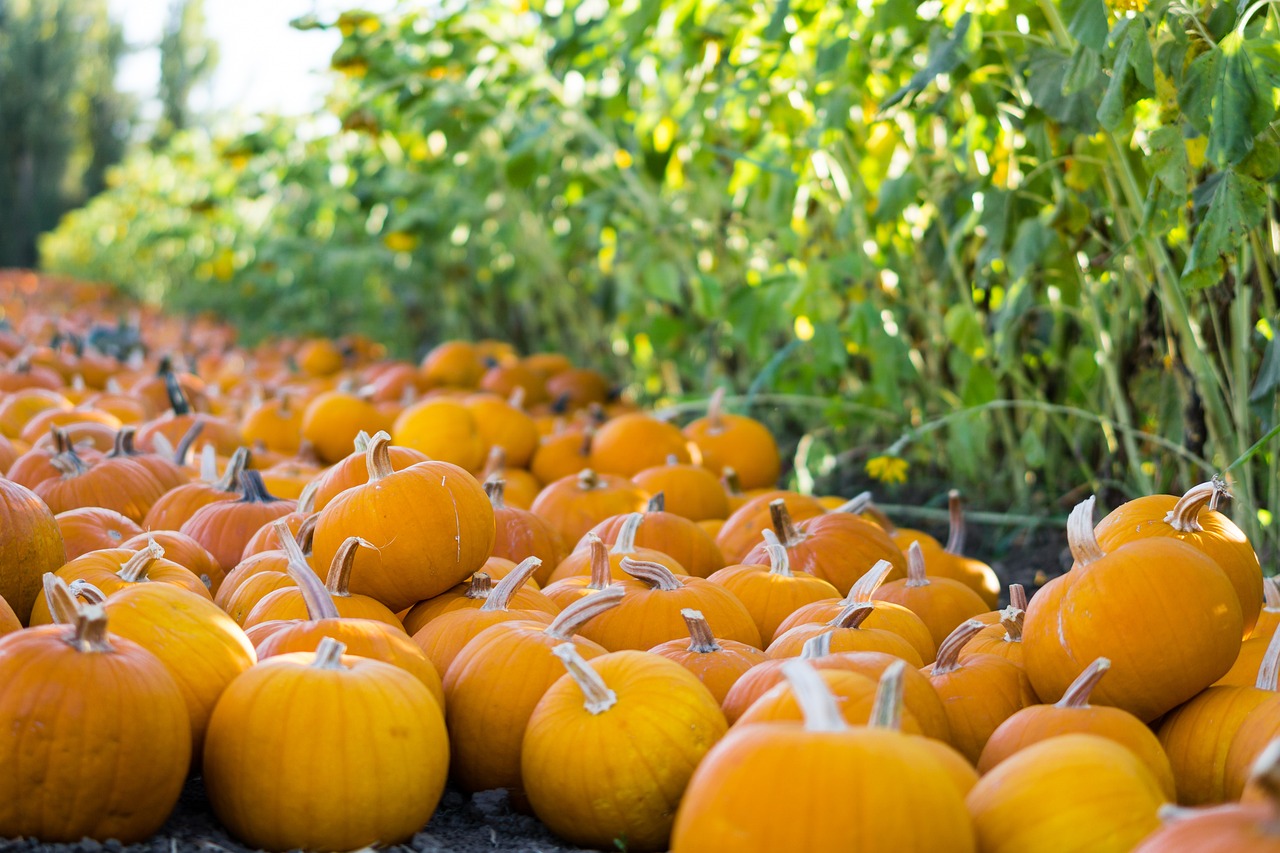 How to Grow a Pumpkin Patch for Halloween